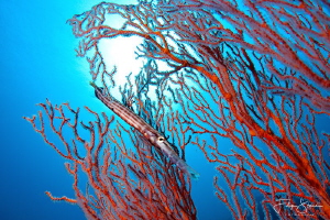 "Camouflage", Banda sea, Indonesia. by Filip Staes 